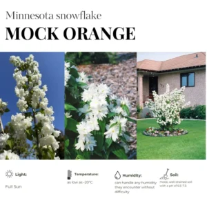 Combo 10 Snowflake Mock Orange Shrub Live Plant, 12-24
