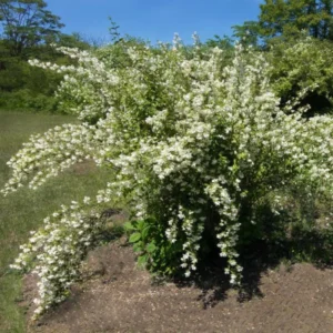 Bundle 10 Mock Orange Shrub Live Plant, Snowflake Mock Orange Trees 12-24