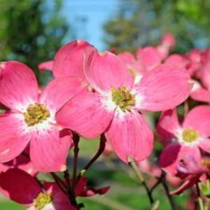 Set of 2 Pink Dogwood Trees Live Plants, 12-18 Inches Tall In 2.5" Pots, Ready for Planting, Pink Flowering Dogwood Tree Seedling, Dormant, No Leaf