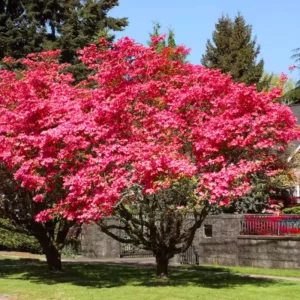 Set of 2 Pink Dogwood Trees Live Plants, 12-18 Inches Tall In 2.5