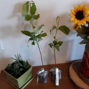 Pack 2 Pink Flowering Dogwood Trees Live Plants, Ready for Planting, Pink Dogwood Tree Seedling, Dormant, No Leaf, 1 to 1.5 Ft Tall