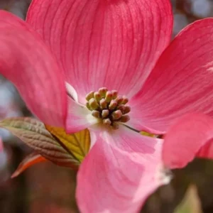 Pink Dogwood Tree Live Plant In Quart Pot, 10 to 16 Inc Tall, Cornus Florida Dogwood Flowering Tree, Dormant In Winter, Zones 5-9