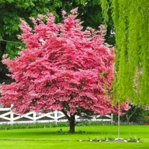 Pink Dogwood Tree Live Plant In Quart Pot, 10 to 16 Inc Tall, Cornus Florida Dogwood Flowering Tree, Dormant In Winter, Zones 5-9