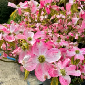 Pink Dogwood Flowering Tree Plant Live In Quart Pot, 10"-16" In Height, Cornus Florida Tree Dormant, Winter Hardy