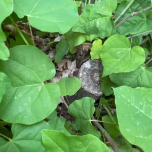 Bundle 5 Live Redbud Trees Seedlings Plants for Yards, 12-18