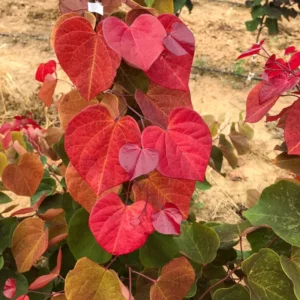 Bundle 5 Live Redbud Trees Seedlings Plants for Yards, 12-18