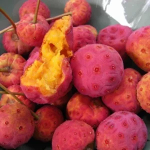 Kousa Dogwood Trees Set of 5, From 1 To 1.5 Ft, Dogwood Trees Live Plant, Kousa Flowering Dogwood Tree Seedling, Dormant, No Leaf, Bare Root