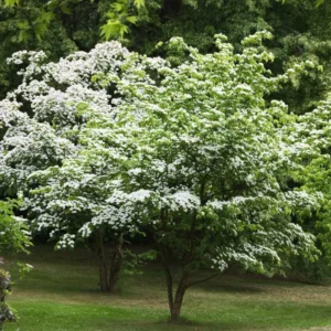 Kousa Dogwood Trees Set of 5, From 1 To 1.5 Ft, Dogwood Trees Live Plant, Kousa Flowering Dogwood Tree Seedling, Dormant, No Leaf, Bare Root