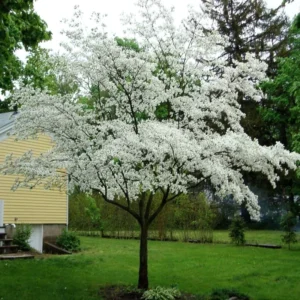 White Dogwood Trees Set of 5 - 1 to 1.5 Ft, Dogwood Trees Live Plant, White Flowering Dogwood Tree Seedling, Dormant, No Leaf, Bare Root