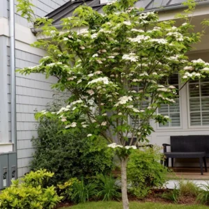 White Dogwood Trees Set of 10 - 1 to 1.5 Ft, Dogwood Trees Live Plant, White Flowering Dogwood Tree Seedling, Dormant, No Leaf, Bare Root