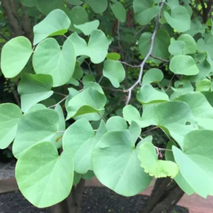 Sets 5 Seedlings Eastern Red Bud Trees Live Plants, Purple Pink Redbud Flower, Redbud Trees Seedlings for Planting, 12-18 Inch Dormant, Spring Blooms