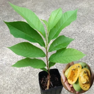2 Common Pawpaw Trees Live Plants, Paw Paw Plant Indian Banana Trees Asimina Triloba, 6 to 12 Inches In Height In Quart Pot