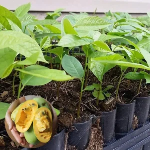 Paw Paw Trees In Pot, Pawpaw Plants Live, Common Indian Banana Trees Asimina Triloba, 6 - 12 Inc Tall In Quart Pot