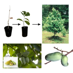Paw Paw Trees In Pot, Pawpaw Plants Live, Common Indian Banana Trees Asimina Triloba, 6 - 12 Inc Tall In Quart Pot