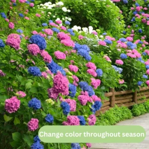Pee Gee Hydrangea Trees Set 5 Bare Roots, Change Color Hydrangea Shrub, Flowers Hydrangea for Planting, Hardy Hydrangea Bush, Zone 5 to 9