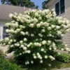 5 White Pee Gee Hydrangea Trees Set 5 Bare Roots, Flowers Hydrangea for Planting, Hardy Hydrangea Bush, Zone 5 to 9, Change Color Hydrangea Shrub