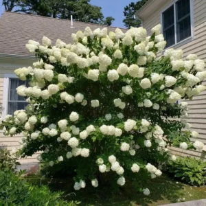 5 White Pee Gee Hydrangea Trees Set 5 Bare Roots, Flowers Hydrangea for Planting, Hardy Hydrangea Bush, Zone 5 to 9, Change Color Hydrangea Shrub