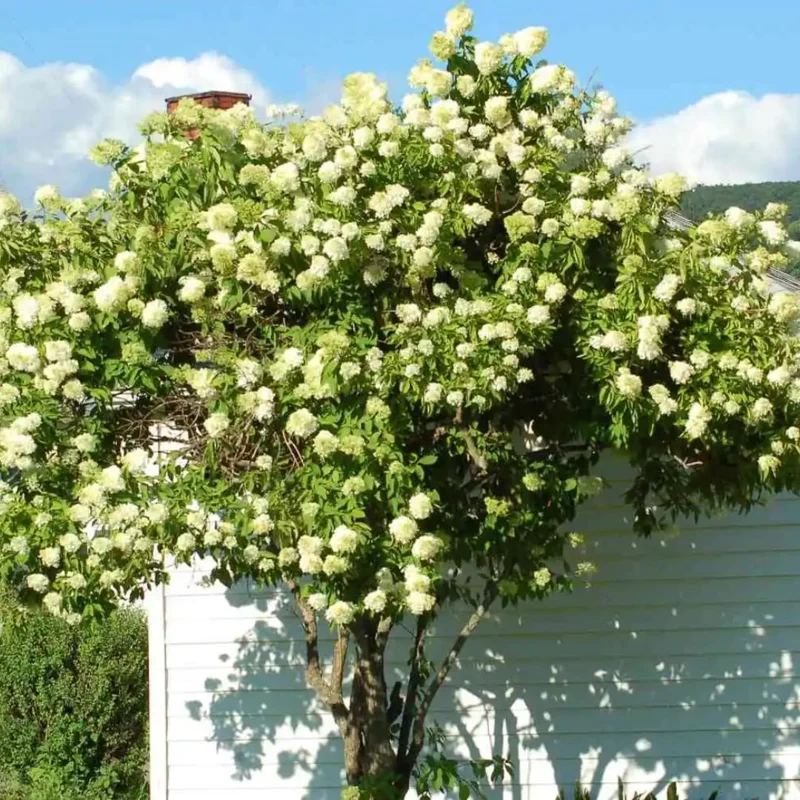 5 White Pee Gee Hydrangea Trees Set 5 Bare Roots, Flowers Hydrangea for Planting, Hardy Hydrangea Bush, Zone 5 to 9, Change Color Hydrangea Shrub