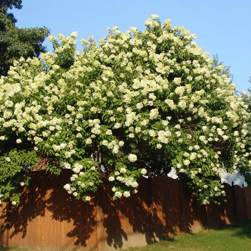 Pack 5 Pee Gee Hydrangea Trees Live Plants Bare Roots, Hydrangea Shrub, Change Color Flowers Hydrangea for Planting, Hardy Hydrangea Bush, Zone 5 to 9