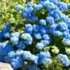 Blue to Pink Purple Hydrangea Trees Set 5 Bare Roots, Change Color Hydrangea Shrub, Flowers Hydrangea for Planting, Hardy Hydrangea Bush, Zone 5 to 9