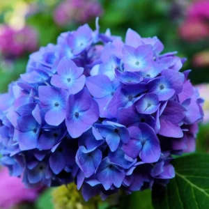 Blue to Pink Purple Hydrangea Trees Set 5 Bare Roots, Change Color Hydrangea Shrub, Flowers Hydrangea for Planting, Hardy Hydrangea Bush, Zone 5 to 9