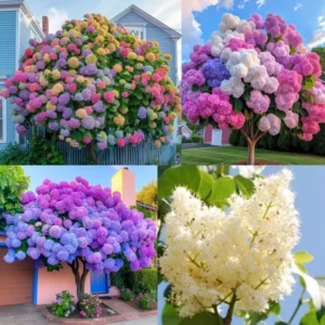 Blue to Pink Purple Hydrangea Trees Set 5 Bare Roots, Change Color Hydrangea Shrub, Flowers Hydrangea for Planting, Hardy Hydrangea Bush, Zone 5 to 9