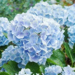 Blue to Pink Purple Hydrangea Trees Set 5 Bare Roots, Change Color Hydrangea Shrub, Flowers Hydrangea for Planting, Hardy Hydrangea Bush, Zone 5 to 9