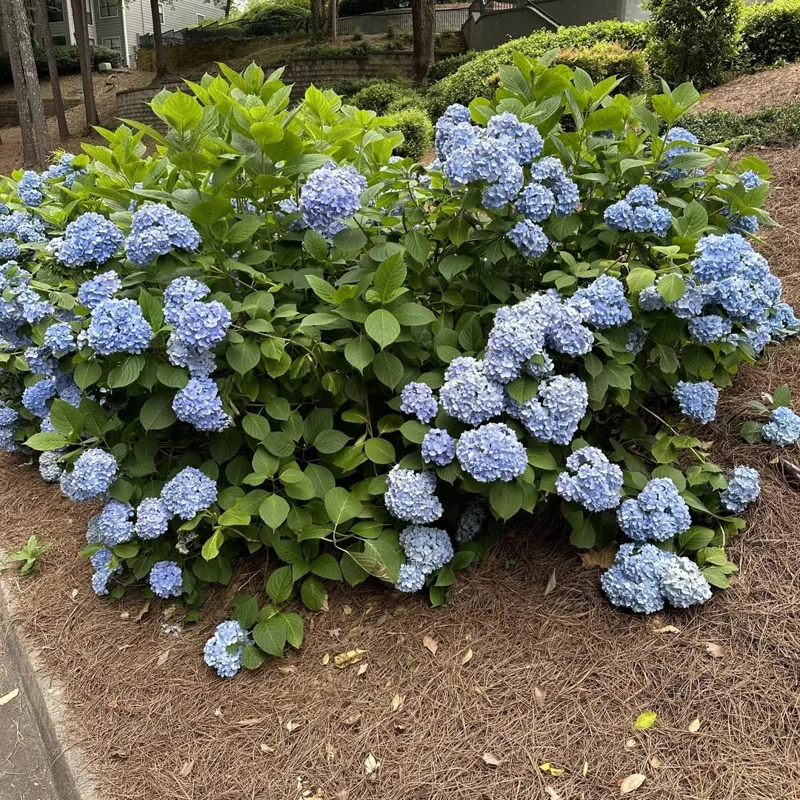 5 White Blue to Pink Purple Hydrangea Trees Set 5 Bare Roots, Flowers Hydrangea for Planting, Hardy Hydrangea Bush, Zone 5 to 9, Change Color Hydrangea Shrub