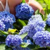 Pack 5 Blue to Pink Purple Hydrangea Trees Live Plants Bare Roots, Hydrangea Shrub, Change Color Flowers Hydrangea for Planting, Hardy Hydrangea Bush, Zone 5 to 9