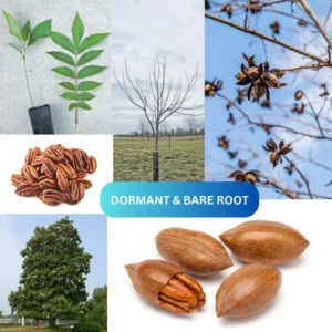 5 Hardy Pecan Trees Live Plants Bare Roots Seedlings, 7-12 Months Old Pecan Fruit Trees, Nut Trees for Spring Planting, Dormant In Winter, Cold Hardy