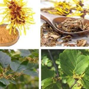 Pack 5 Witch Hazel Plants, Witch Hazel Herbs Trees, Live Yellow Witchhazel Trees Live Plant Shrubs, 9-15 Inc Tall, Dormant And Bare Roots