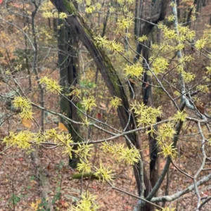 Pack 5 Witch Hazel Plants, Witch Hazel Herbs Trees, Live Yellow Witchhazel Trees Live Plant Shrubs, 9-15 Inc Tall, Dormant And Bare Roots