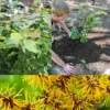 Combo 5 Witch Hazel Herbs Trees, Witch Hazel Plants Live, Yellow Witchhazel Trees Live Plant Shrubs, 9-15 Inc Tall