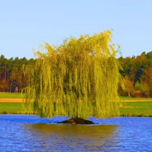 Combo 5 Weeping Willow Trees Live Plants, 1-2 Years Old Weeping Willow Tree, Very Fast And Hardy Growing Tree for Bonsai Or Garden