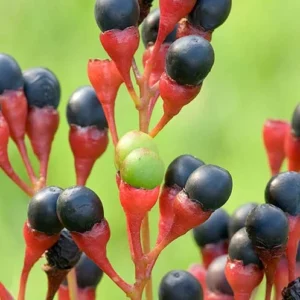 Sassafras Trees Live Plants, 2 Bare Roots 1-2 Year Old, Sassafras Albidum Tree Seedlings Sapling for Planting, Well Rooted Tree Dormant