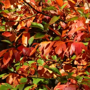 Sassafras Trees Live Plants, 2 Bare Roots 1-2 Year Old, Sassafras Albidum Tree Seedlings Sapling for Planting, Well Rooted Tree Dormant