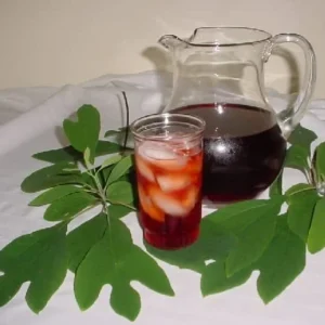 Pack 4 Sassafras Trees Live Plants Seedling Bare Roots 1-2 Year Old, Sassafras Albidum Tree Seedlings Sapling for Planting, Well Rooted And Dormant