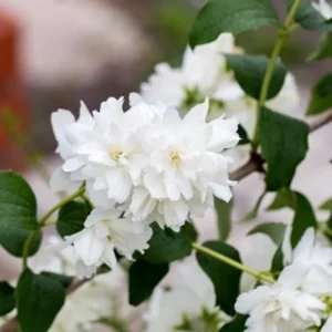 Combo 5 Snowflake Mock Orange Shrub Live Plant, 12-24