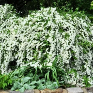 Combo 5 Snowflake Mock Orange Shrub Live Plant, 12-24