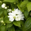 Bundle 5 Mock Orange Shrub Live Plant, Snowflake Mock Orange Trees 12-24" Philadelphus Live Shrubs Outdoor Planting, Bare Root, Dormant, Very Fragrant