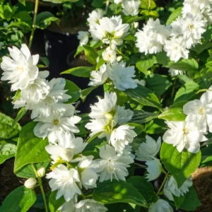 Bundle 5 Mock Orange Shrub Live Plant, Snowflake Mock Orange Trees 12-24