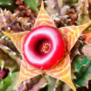 Rare Cactus Plant Live, Variegated Zebrina Lifesaver Cactus in 3