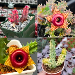 Rare Cactus Plant Live, Variegated Zebrina Lifesaver Cactus in 3