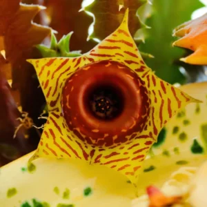 Rare Cactus Plant Live, Variegated Zebrina Lifesaver Cactus in 3