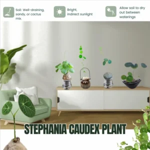 Big Stephania Plant Caudex, Stephania Cepharantha Bulb (2.5-3") Vining Plant Easy Planting, Stephania Live Plant, Rare Succulent Plant, No Leaf, Climbing Flowering Vine Plant