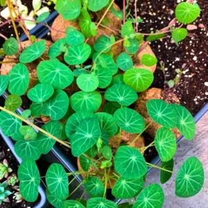 Big Stephania Plant Caudex, Stephania Cepharantha Bulb (2.5-3