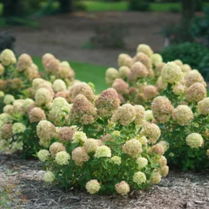 Lime Hydrangea Live Plant Bush Shrub for Planting, Hydrangea Plant Tree in Quart Pot