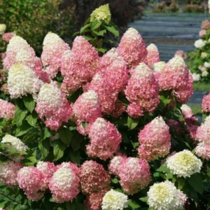 Fire Hydrangea Live Plant Bush Shrub for Planting, Hydrangea Tree Plant in Quart Pot, 9-12 Inc Tall