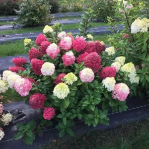 Fire Hydrangea Live Plant Bush Shrub for Planting, Hydrangea Tree Plant in Quart Pot, 9-12 Inc Tall