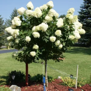 Lime Hydrangea Live Plant Bush Shrub for Planting, Hydrangea Plant Tree in Quart Pot